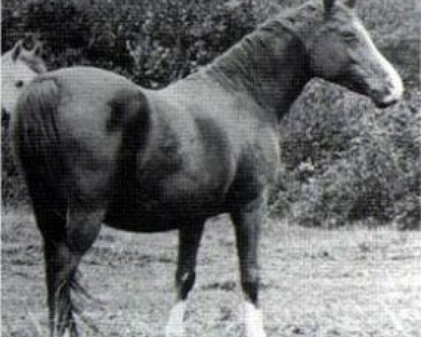 broodmare Hamasa 1902 EAO (Arabian purebred, 1902, from Mesaoud 1887 RAS)