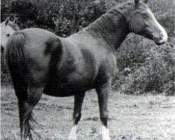 broodmare Hamasa 1902 EAO (Arabian purebred, 1902, from Mesaoud 1887 RAS)