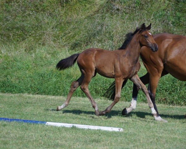 Pferd Killer Queen S (Bayer, 2021, von For Gold OLD)