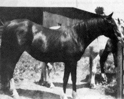 broodmare Domow 1913 ox (Arabian purebred, 1913, from Abu Zeyd 1904 ox)