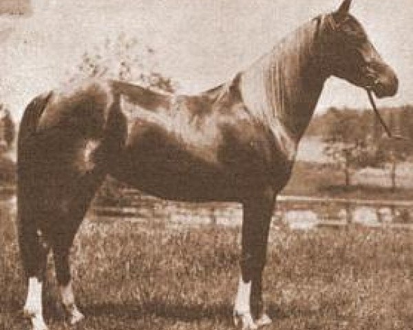 broodmare Moliah 1911 ox (Arabian purebred, 1911, from Hamrah 1904 DB)