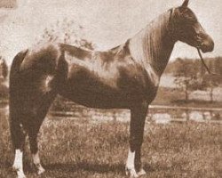broodmare Moliah 1911 ox (Arabian purebred, 1911, from Hamrah 1904 DB)
