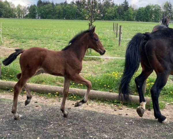 Pferd Zindarella SB (Württemberger, 2022, von Zinedream)