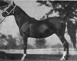 broodmare Sankirah 1915 ox (Arabian purebred, 1915, from Hamrah 1904 DB)
