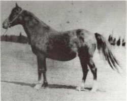 broodmare Urfah 1898 DB (Arabian purebred, 1898)