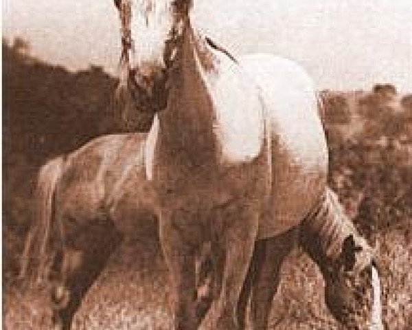 broodmare Amham 1920 ox (Arabian purebred, 1920, from Hamrah 1904 DB)
