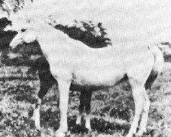 broodmare Dahura 1909 ox (Arabian purebred, 1909, from El Bulad 1903 DB)