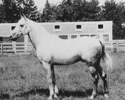 stallion El Bulad 1903 DB (Arabian purebred, 1903)