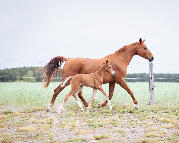 broodmare Ewalia's Quintessa (German Sport Horse, 2022, from Quaterback)