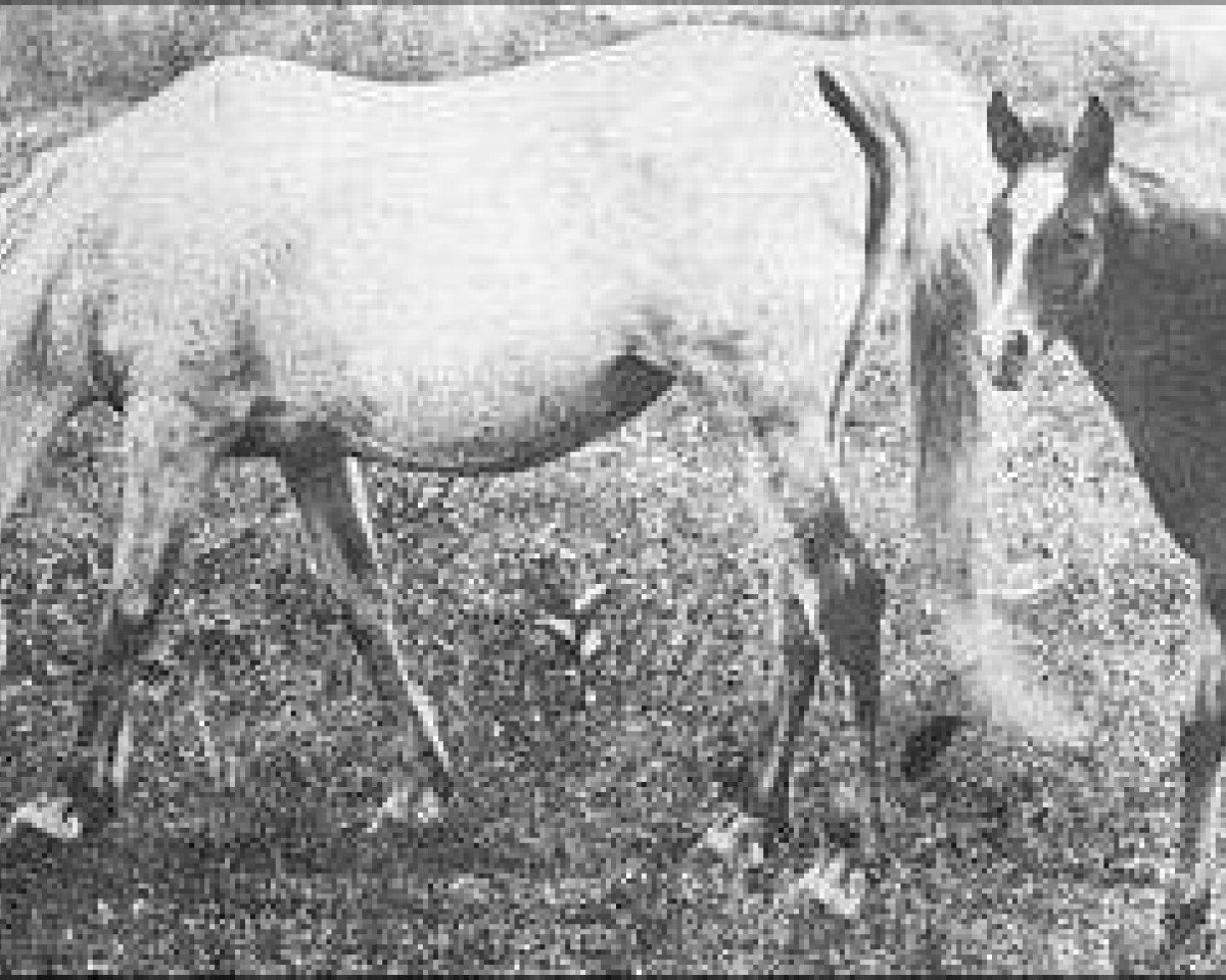 Broodmare Nanshan 1902 ox (Purebred Arabian, 1902, from Garaveen 1892 ox) - Nanshan (1902)