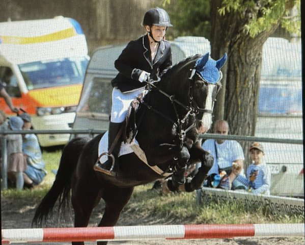 jumper Chakalaka 7 (German Riding Pony, 2010, from Constantin)