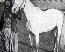 broodmare Nejdme 1887 DB (Arabian purebred, 1887)