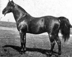 stallion Garaveen 1892 ox (Arabian purebred, 1892, from Kismet 1877 DB)