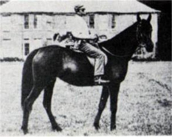 Zuchtstute Raschida 1883 EAO (Vollblutaraber, 1893, von Kars 1874 DB) Zuchtstute Raschida 1883 EAO (Vollblutaraber, 1893, von Kars 1874 DB)