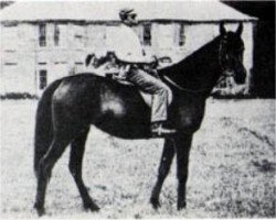 broodmare Raschida 1883 EAO (Arabian purebred, 1893, from Kars 1874 DB)