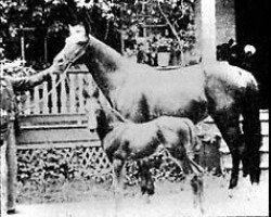broodmare Naomi 1877 ox (Arabian purebred, 1877, from Yatagan 1870 DB)