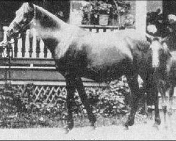 broodmare Nazli 1888 ox (Arabian purebred, 1888, from Maidan 1869 DB)