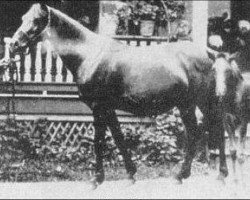 broodmare Nazli 1888 ox (Arabian purebred, 1888, from Maidan 1869 DB)
