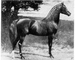 stallion Nimr 1891 ox (Arabian purebred, 1891, from Kismet 1877 DB)