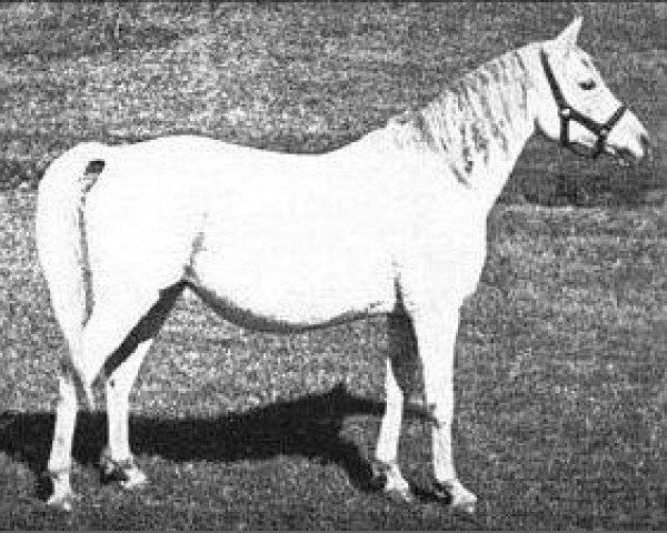broodmare Guemura 1912 ox (Arabian purebred, 1912, from Segario 1902 ox) broodmare Guemura 1912 ox (Arabian purebred, 1912, from Segario 1902 ox)