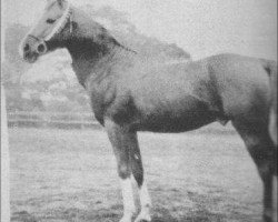 stallion Harb 1901 ox (Arabian purebred, 1901, from Mesaoud 1887 RAS)