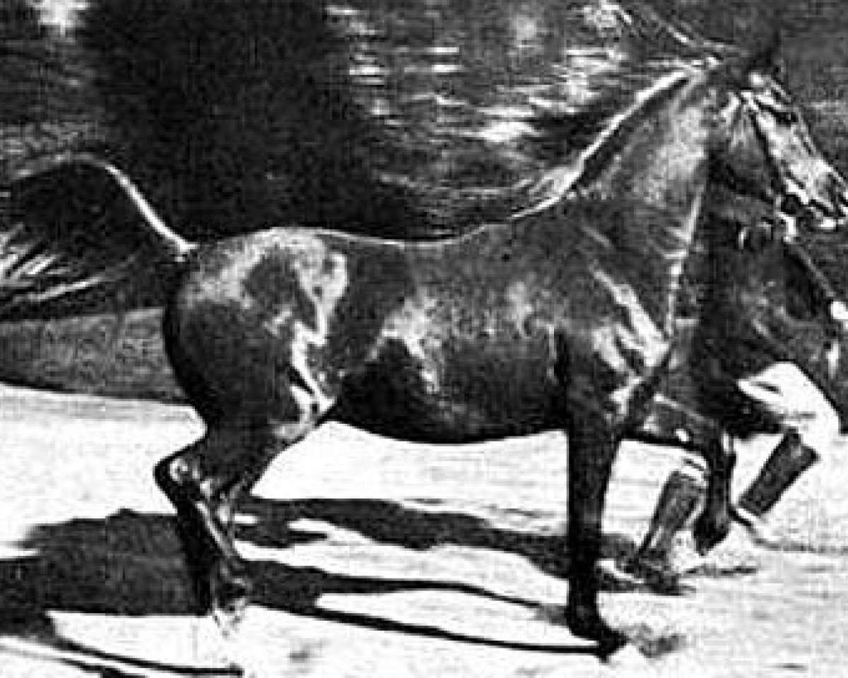 stallion Rizvan 1919 EAO (Arabian purebred, 1919, from Ibn Yashmak 1902 EAO)