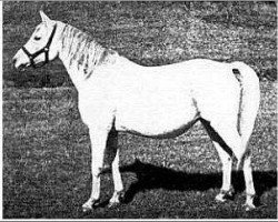 broodmare Gulnare 1914 ox (Arabian purebred, 1914, from Rodan 1906 ox)