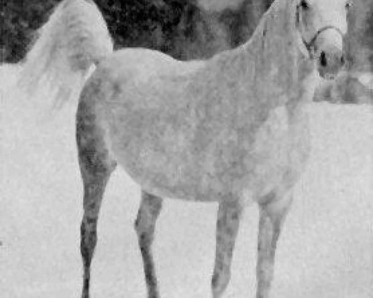 broodmare Gharifet 1927 EAO (Arabian purebred, 1927, from Rizvan 1919 EAO)