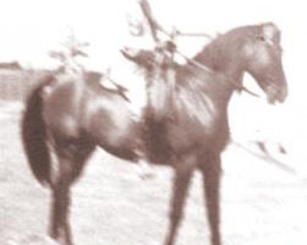 stallion Farawi 1936 ox (Arabian purebred, 1936, from Farana 1929 EAO)