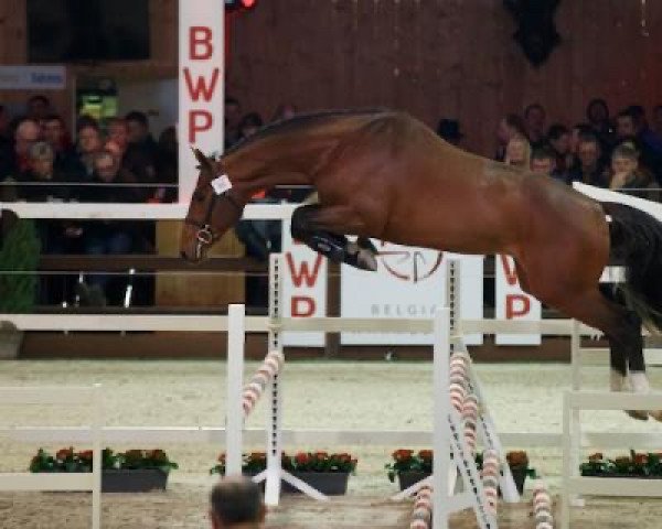 Springpferd Fides du Mas Garnier (Selle Français, 2015, von Con Air)