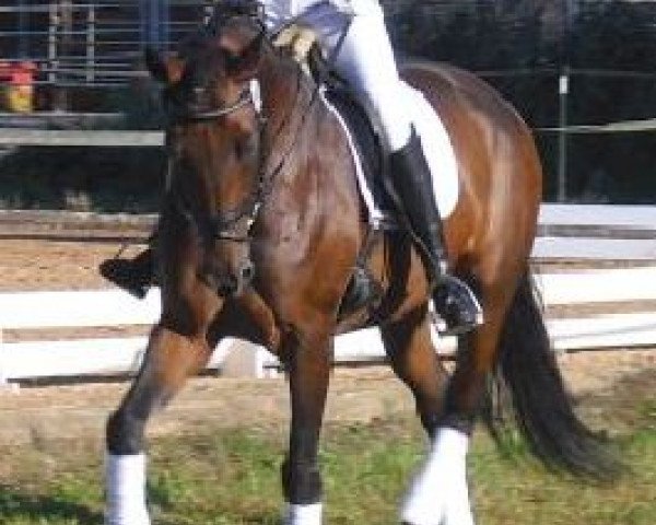 dressage horse Glory 30 (Bavarian, 2001, from Nimrod B)