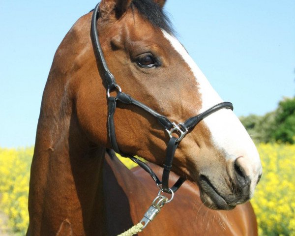 broodmare Weltklasse (Mecklenburg, 2001, from Weltfriede)