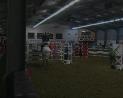 jumper Now Or Never 17 (German Warmblood, 2002, from Naturell H)