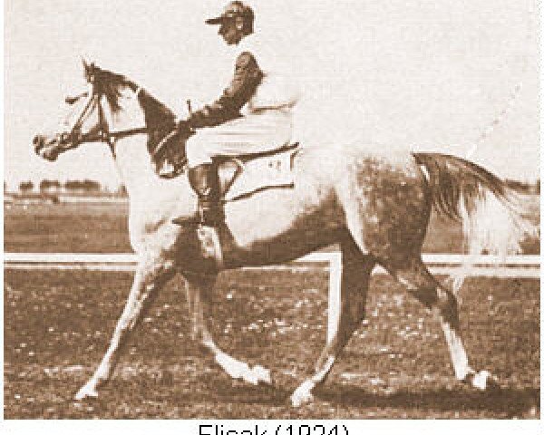 stallion Flisak 1924 ox (Arabian purebred, 1924, from Bakszysz 1901 ox)