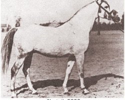 stallion Lotnik 1938 ox (Arabian purebred, 1938, from Opal 1933 ox)