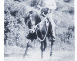 stallion Baraki 1933 ox (Arabian purebred, 1933, from Oriental ox)