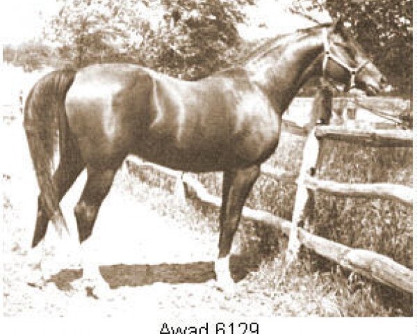 stallion Awad 1950 ox (Arabian purebred, 1950, from Abu Farwa 1940 ox)