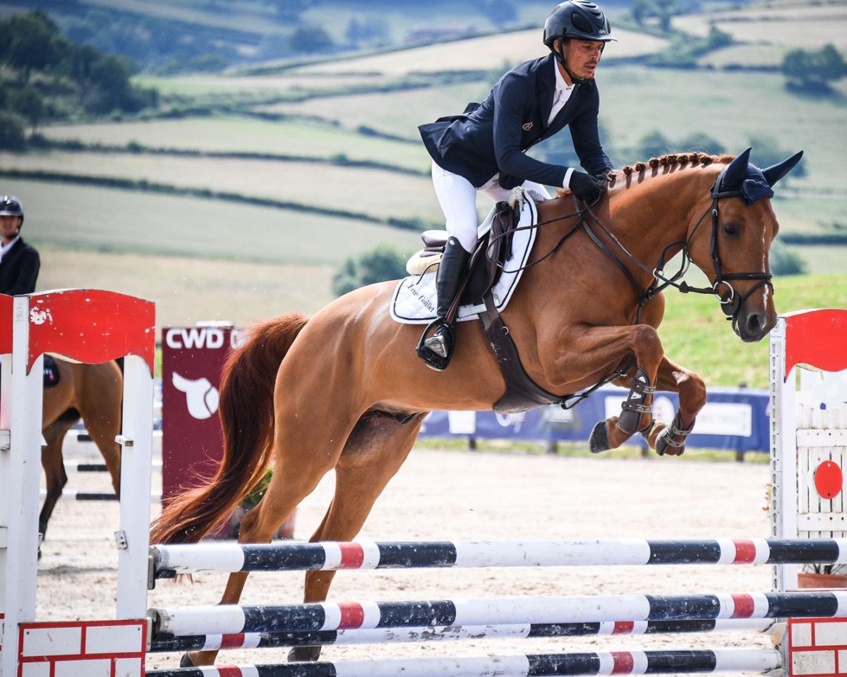 stallion Fidji de L'Isle (Selle Français, 2015, from Old Chap Tame)