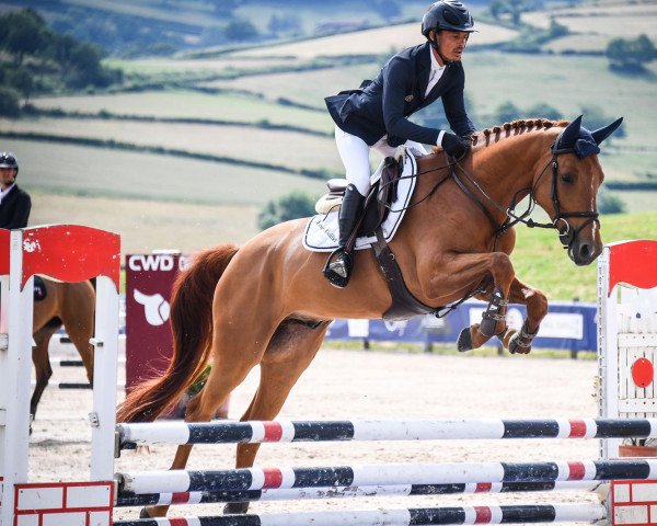 stallion Fidji de L'Isle (Selle Français, 2015, from Old Chap Tame)