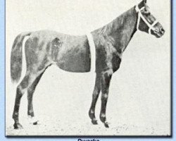 stallion Dwarka 1892 DB (Arabian purebred, 1892, from Desert arabian)