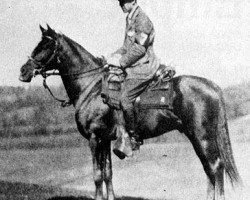 stallion El Sabok 1916 ox (Arabian purebred, 1916, from El Jafil ox)