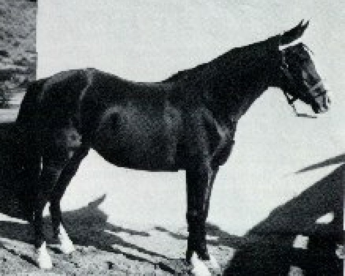 broodmare Ana 1920 ox (Arabian purebred, 1920, from Dwarka 1892 DB)