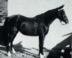 broodmare Ana 1920 ox (Arabian purebred, 1920, from Dwarka 1892 DB)