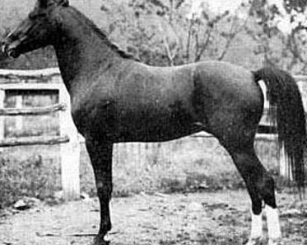 stallion Hamrah 1904 DB (Arabian purebred, 1904)
