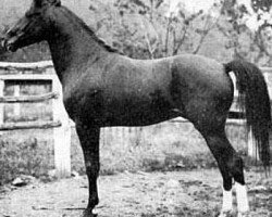 stallion Hamrah 1904 DB (Arabian purebred, 1904)