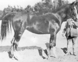 broodmare Fasal 1918 ox (Arabian purebred, 1918, from Hamrah 1904 DB)