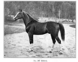 stallion Ribal 1920 ox (Arabian purebred, 1920, from Berk 1903 ox)