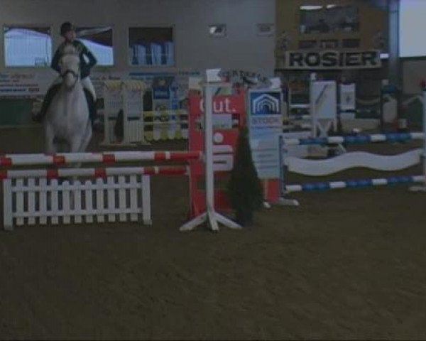 jumper Keno 15 (Saxony-Anhaltiner, 2001, from Kolibri 2705)