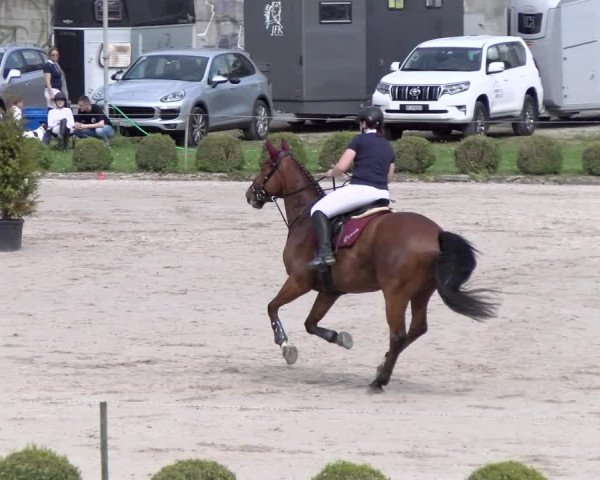 Reitturnier Basel Schänzli 2022