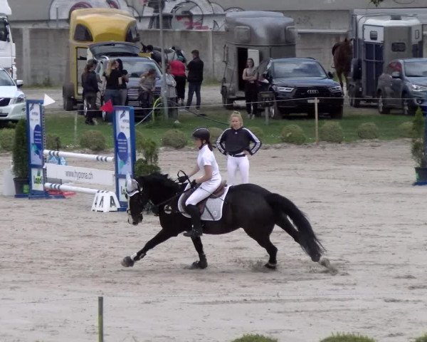 Reitturnier Basel Schänzli 2022